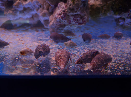 Tropical Fish Store «Tropi-Quatics Pet Center», reviews and photos, 337 S Main St, Lombard, IL 60148, USA