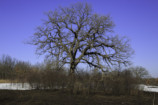 Nature Preserve «McDonald Woods Forest Preserve», reviews and photos, 19611 W Grass Lake Rd, Lake Villa, IL 60046, USA