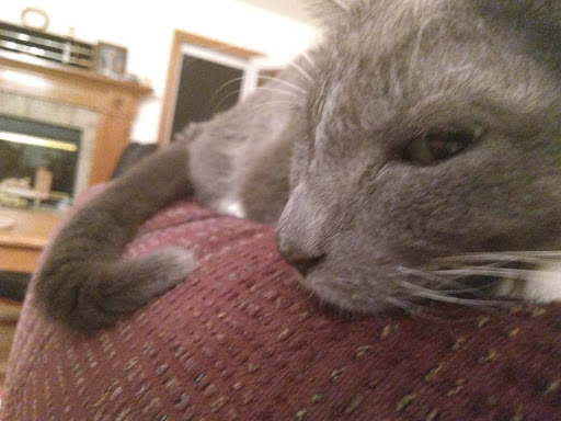 Pet Supply Store «PetSmart», reviews and photos, 985 Erica Ln, Yorkville, IL 60560, USA