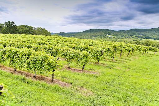 Winery «Adam Puchta Winery», reviews and photos, 1947 Frene Creek Rd, Hermann, MO 65041, USA