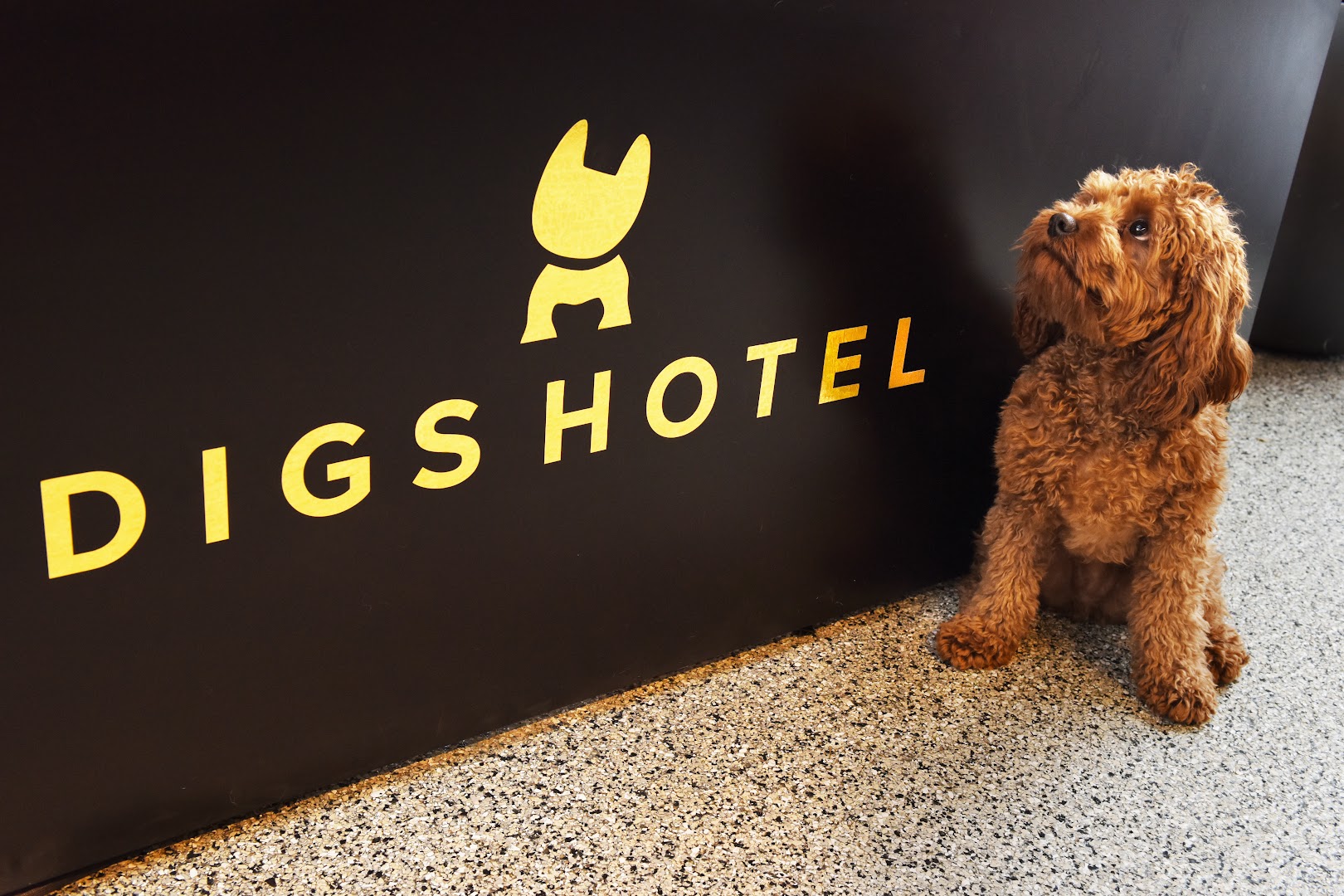 DIGS Canine Hotel Spa & Daycare