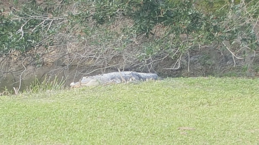 Golf Course «Sanlan Golf Course», reviews and photos, 2505 Sanlan Golf Dr, Lakeland, FL 33812, USA