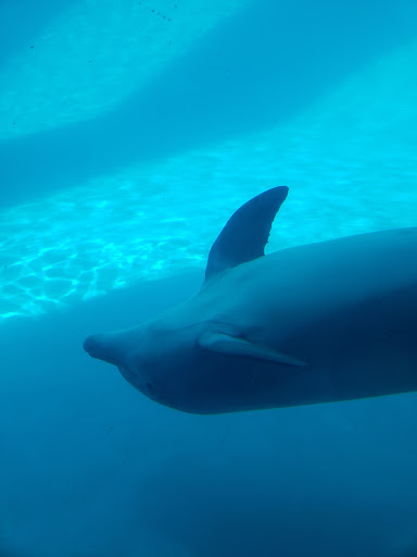 Gift Shop «North Beach Gift Shop», reviews and photos, 2901 Surfside Blvd, Corpus Christi, TX 78402, USA