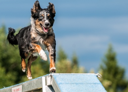 hundeschule-hildesheim-holle.de