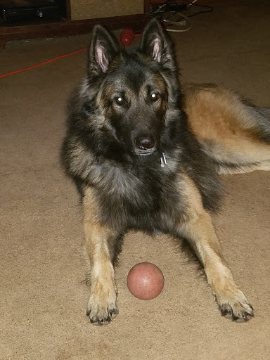 Pet Groomer «Tidy Dog Pet Supply & Salon», reviews and photos, 2612 Lebanon Pike A, Nashville, TN 37214, USA