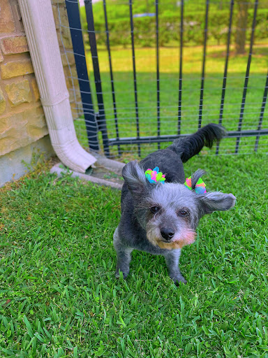 A Dog's Life Pet Salon & Boutique