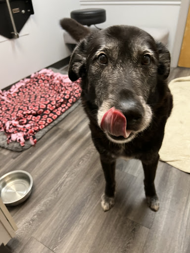 Easton Veterinary Clinic and Rehabilitation Center