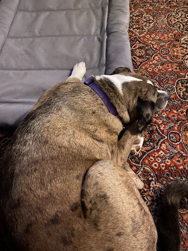 Coastal Animal Hospital of Hatteras Island image