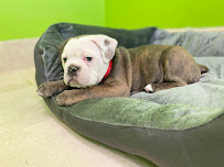 Kennedy's Pet Services - Photo 8 - Car repair in Houston, TX, The Woodlands