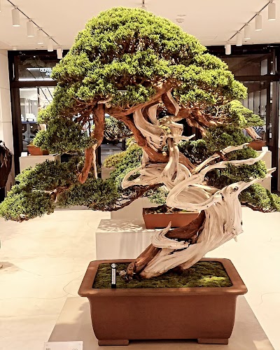 TRADMAN'S TOKYO -MARUNOUCHI BONSAI STORE-