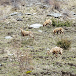 Photo n° 11 de l'avis de Frédéric.o fait le 20/04/2023 à 16:19 pour Refuge de Rosuel à Peisey-Nancroix