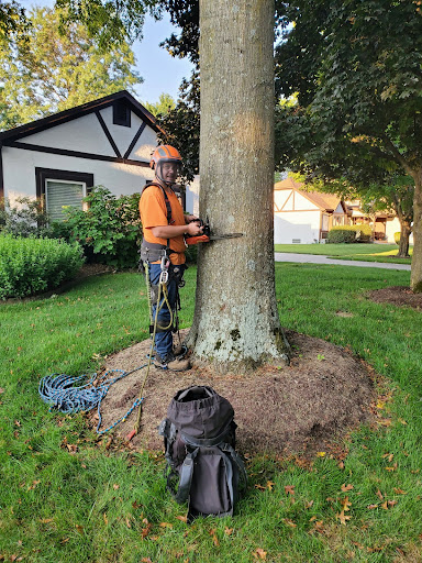 The 1 Tree Service image 8