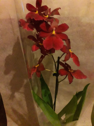 Gardénia Flower - Cigánd