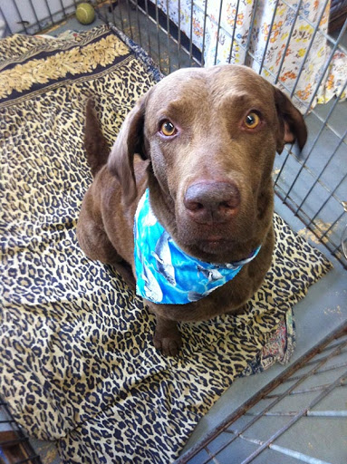 Cori's Creative Grooming