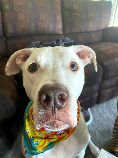 Pet Supply Store «Petco Animal Supplies», reviews and photos, 3454 Palmer Dr #7a, Cameron Park, CA 95682, USA