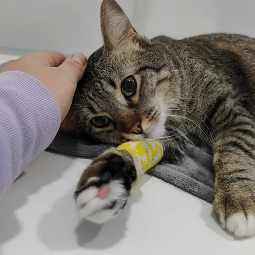 Gato