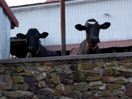 Dairy Farm «Milky Way Farm», reviews and photos, 521 E Uwchlan Ave, Chester Springs, PA 19425, USA