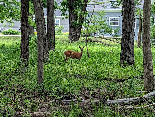 Nature Preserve «The Grove», reviews and photos, 1421 Milwaukee Ave, Glenview, IL 60025, USA