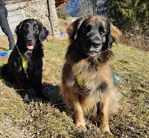 Pensioni per cani e dog hotel a Dogresidence Neuhauser