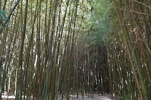 bambouseraie image