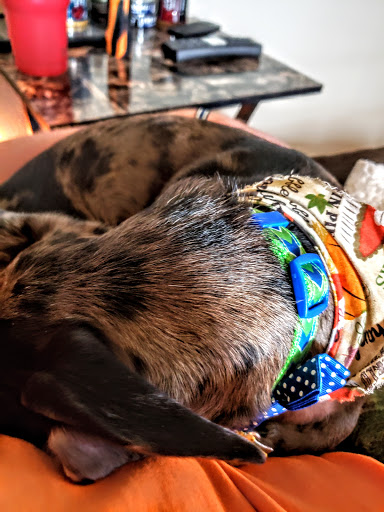 Doggie Detailers of Galveston