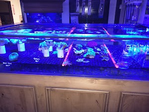 Reef Monsters - photo 19