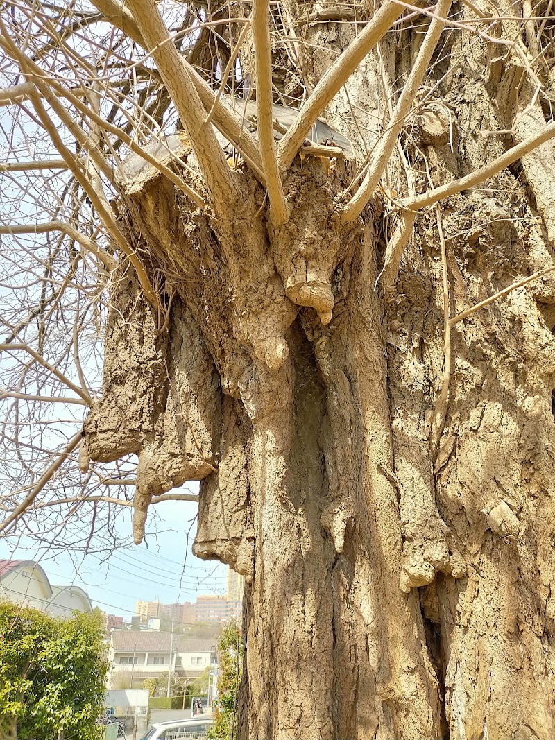 大塚神明社のイチョウ