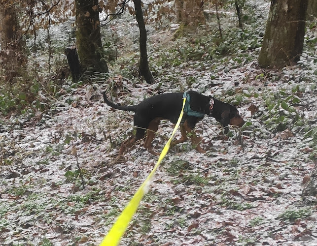 Rezensionen über Personenspürhunde.ch in Aarau - Hundeschule