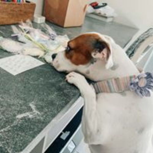 Pet Supply Store «3 Dogs and a Chick», reviews and photos, 130 Miracle Strip Pkwy SE, Fort Walton Beach, FL 32548, USA