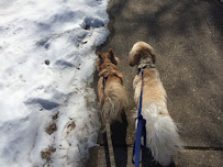 Paws Massage and Pet Sitting - Photo 2 - Car repair in , Minneapolis