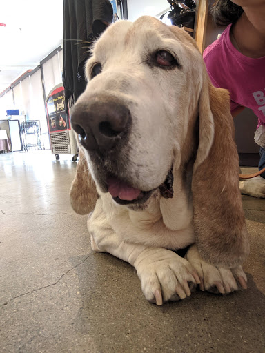 Pet Supply Store «Unleashed by Petco», reviews and photos, 19339 Victory Blvd #35, Reseda, CA 91335, USA