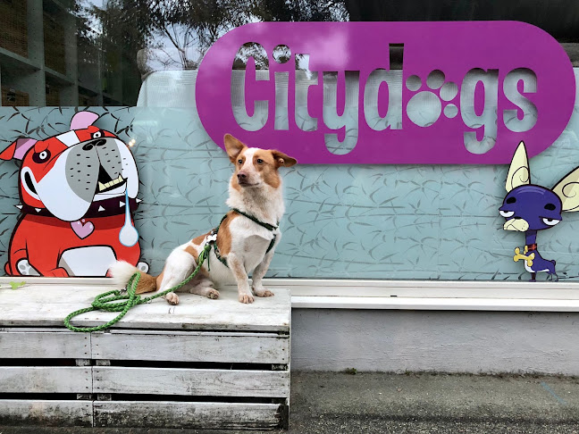 Citydogs - Hundeschule