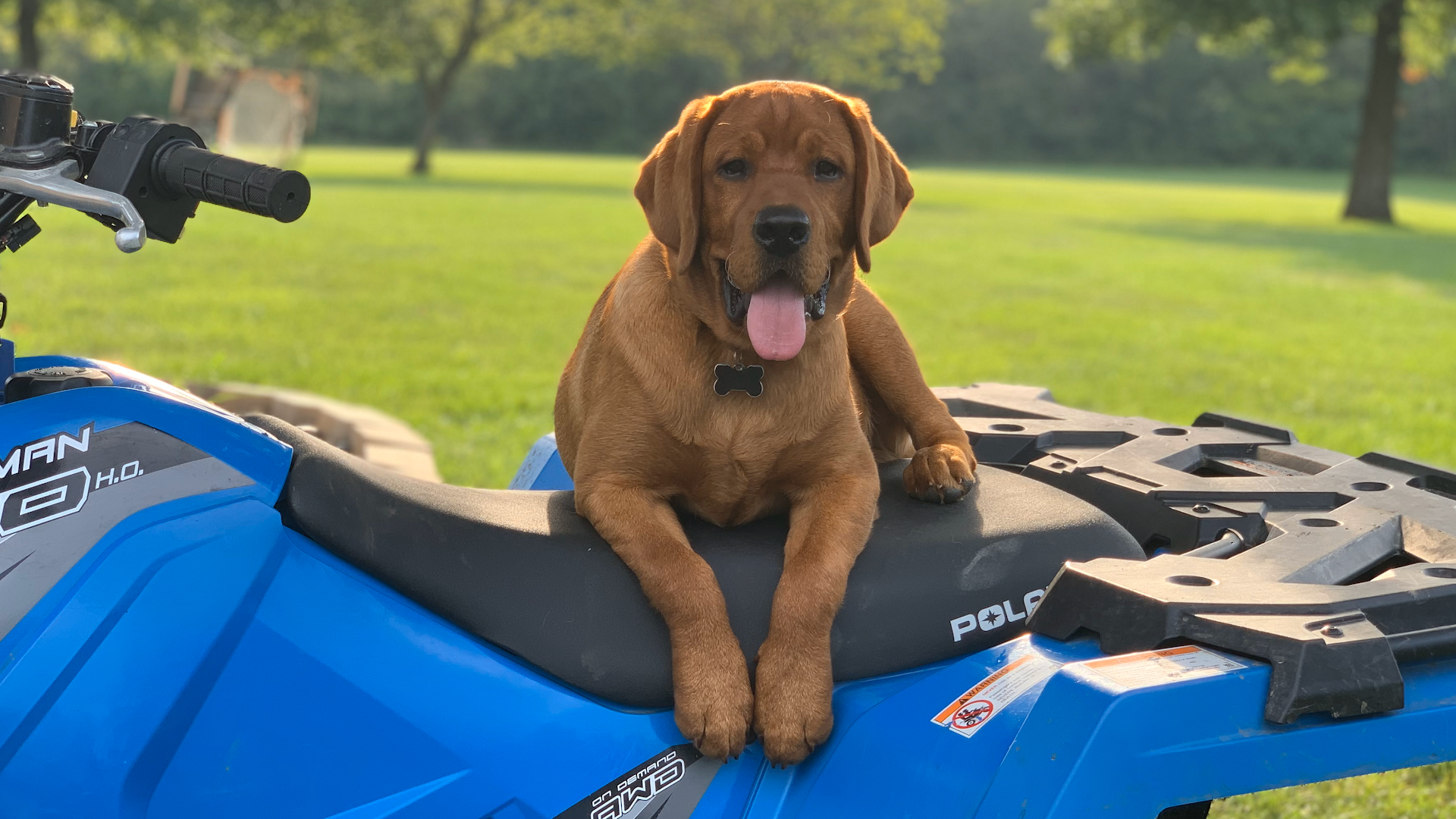 Blackberry Hill Labradors