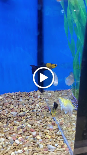 Pet Supply Store «Petco Animal Supplies», reviews and photos, 859 Kings Creek Dr, Tupelo, MS 38804, USA