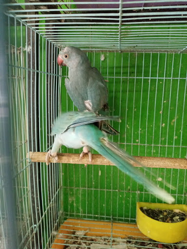 Pet Store «Inez Pet Shop», reviews and photos, 3825 Whittier Blvd, Los Angeles, CA 90023, USA