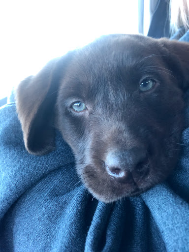 Pet Supply Store «Mud Bay», reviews and photos, 4816 Point Fosdick Dr NW, Gig Harbor, WA 98335, USA