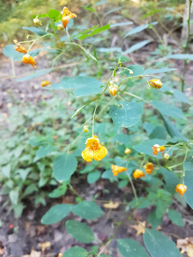 Park «Bechtel Park», reviews and photos, Naamans Rd, Claymont, DE 19703, USA