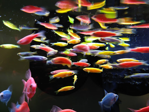 Tropical Fish Store «Top Hat Aquarium», reviews and photos, 18710 SW 107th Ave, Cutler Bay, FL 33157, USA