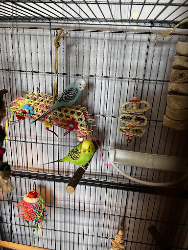 Pet Supply Store «Petco Animal Supplies», reviews and photos, 848 N Colony Rd c, Wallingford, CT 06492, USA