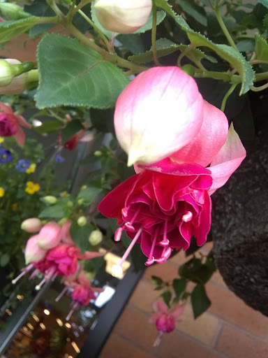 Grocery Store «Safeway», reviews and photos, 1524 W Main St, Molalla, OR 97038, USA