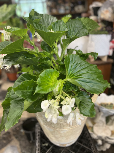 Florist «Friedhoff Florist & Greenhouse», reviews and photos, 700 Anderson Ferry Rd, Cincinnati, OH 45238, USA