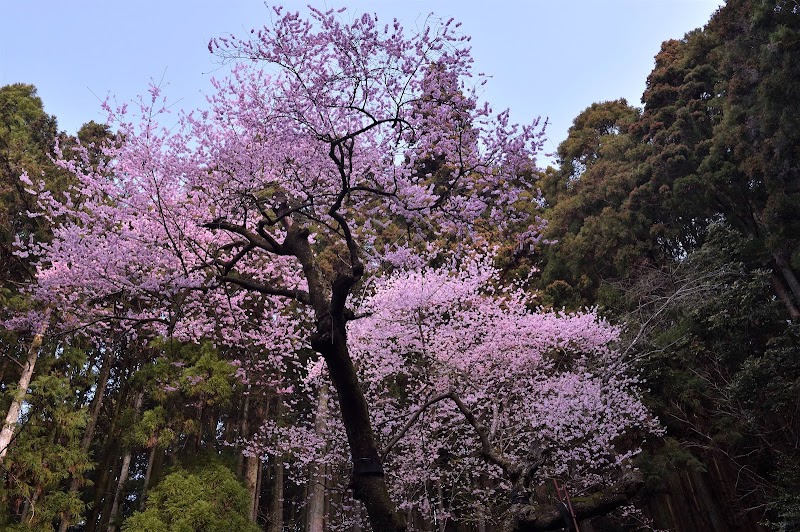 虎尾桜