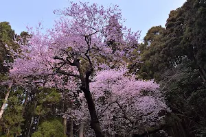 虎尾桜 image