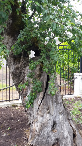 National Park «Fort Vancouver National Historic Site», reviews and photos, 612 E Reserve St, Vancouver, WA 98661, USA