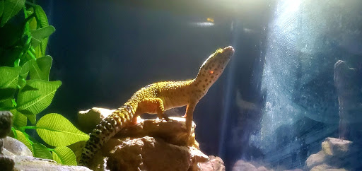 Pet Supply Store «Pet Supermarket», reviews and photos, 465 State Rd 13, Fruit Cove, FL 32259, USA