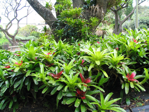 Hālawa Xeriscape Garden