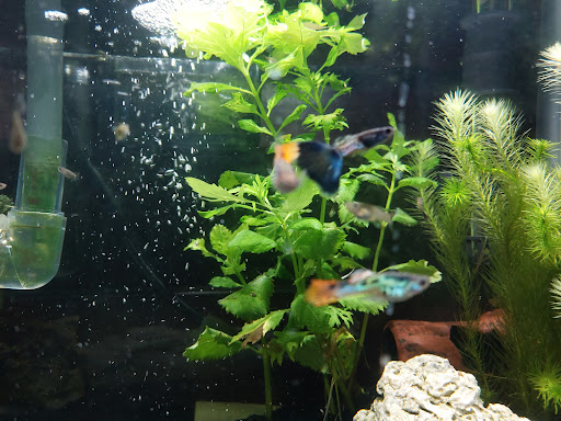 Pet Store «Anchor Bay Aquarium», reviews and photos, 36457 Alfred St, New Baltimore, MI 48047, USA