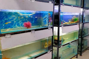 India aquarium image