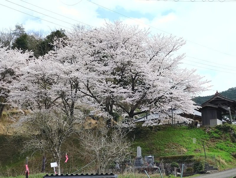如意寺の桜