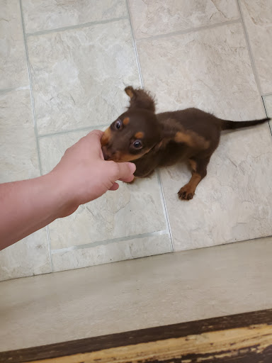 Pet Supply Store «Your Pet Experts», reviews and photos, 1665 State Hill Rd #490, Wyomissing, PA 19610, USA